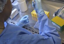 Pesquisa da UFMG desenvolve método para tratar câncer cerebral