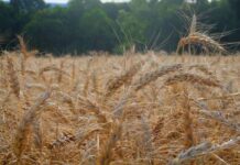 Fertilizante ecológico pode reduzir dependência de importação