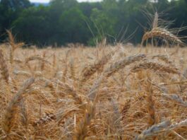 Fertilizante ecológico pode reduzir dependência de importação