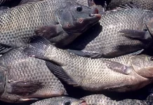 Fique por dentro do cadastramento para receber seu peixe na Semana Santa em Macajuba