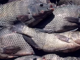 PROGRAMAÇÃO DE CADASTRAMENTO PARA RECEBIMENTO DO PEIXE NA SEMANA SANTA