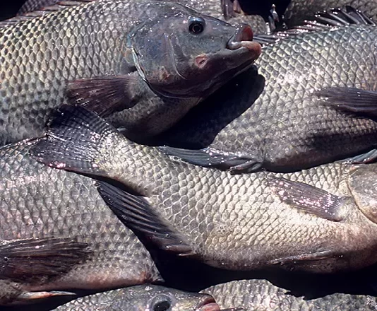 PROGRAMAÇÃO DE CADASTRAMENTO PARA RECEBIMENTO DO PEIXE NA SEMANA SANTA