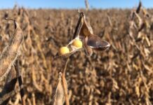 BID abre linha de crédito de US$ 1,2 bi para agropecuária no Brasil