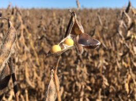 BID abre linha de crédito de US$ 1,2 bi para agropecuária no Brasil