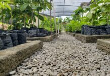 Já começou a doação de mudas de algumas árvores no viveiro da Secretaria de Agricultura e Meio Ambiente.