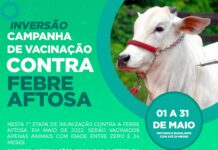 Vacinação contra febre aftosa