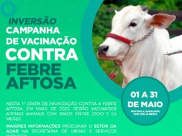 Vacinação contra febre aftosa
