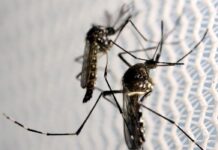Cepa da dengue mais disseminada no mundo é encontrada no Brasil