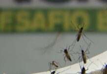 Brasil ultrapassa 500 mortes por dengue em 2022