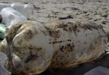 Projeto Ilhas do Rio lança manifesto pela conservação dos oceanos