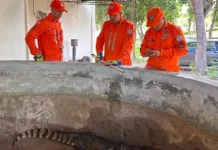 Jacaré é resgatado dentro de tanque no norte da Bahia
