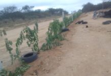 Com atitudes inaceitáveis, cerca viva nas imediações do Lixão sofre ataques violentos