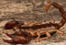 Criança morre após ser picada por escorpião no município de Baixa Grande