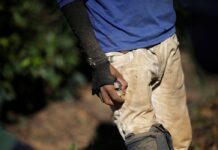 Operação conjunta resgata 532 trabalhadores em condição de escravidão