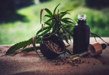 Congresso discute uso de cannabis medicinal para tratamento da dor