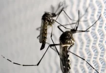 Brasil se aproxima de 1 milhão de casos prováveis de dengue