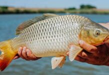 Cronograma do Cadastro do peixe é divulgado, confira;