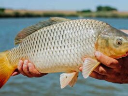 Cronograma do Cadastro do peixe é divulgado, confira;