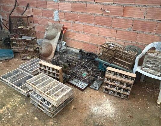 Operação “Ninho De Falcão”: Força-tarefa Resgata 373 Pássaros E Prende Traficantes No Extremo Sul Da Bahia Operação "Ninho De Falcão": Força-tarefa Resgata 373 Pássaros E Prende Traficantes No Extremo Sul Da Bahia