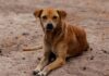 Cães podem ter autismo? Cientistas investigam comportamento canino Cães podem ter autismo? Cientistas investigam comportamento canino