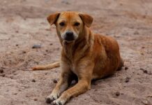 Cães podem ter autismo? Cientistas investigam comportamento canino Cães podem ter autismo? Cientistas investigam comportamento canino