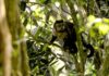 Em SP, povos e comunidades lançam aliança em Defesa da Mata Atlântica Em SP, povos e comunidades lançam aliança em Defesa da Mata Atlântica