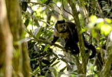 Em SP, povos e comunidades lançam aliança em Defesa da Mata Atlântica Em SP, povos e comunidades lançam aliança em Defesa da Mata Atlântica