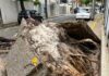 Bairro De Salvador Fica Sem Energia Após Queda De árvore