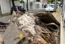 Bairro De Salvador Fica Sem Energia Após Queda De árvore