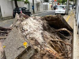 Bairro De Salvador Fica Sem Energia Após Queda De árvore
