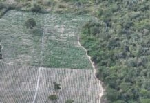 Operação Erradica 200 Mil Pés De Maconha No Interior Da Bahia