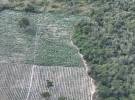 Operação Erradica 200 Mil Pés De Maconha No Interior Da Bahia