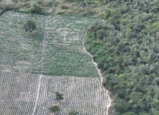 Operação Erradica 200 Mil Pés De Maconha No Interior Da Bahia