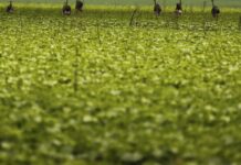 CMN passa a exigir fotos com localização comprovada em seguro rural