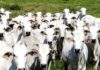 China reconhece Brasil como território livre de febre aftosa China reconhece Brasil como território livre de febre aftosa