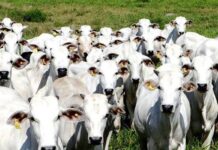 China reconhece Brasil como território livre de febre aftosa China reconhece Brasil como território livre de febre aftosa