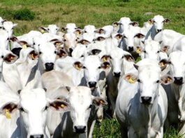 China reconhece Brasil como território livre de febre aftosa China reconhece Brasil como território livre de febre aftosa