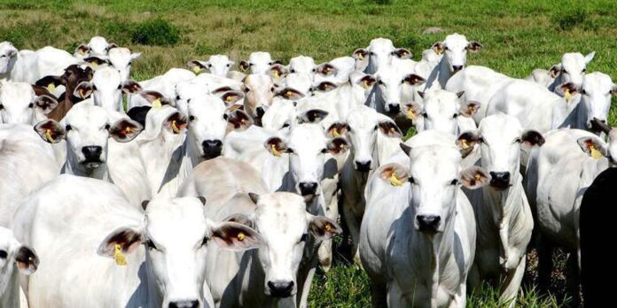China reconhece Brasil como território livre de febre aftosa China reconhece Brasil como território livre de febre aftosa