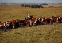 União Europeia restringe importação de carnes, peixe e mel do Brasil União Europeia restringe importação de carnes, peixe e mel do Brasil