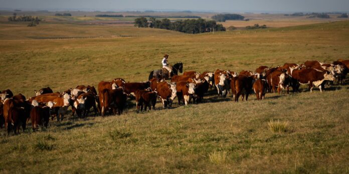 União Europeia restringe importação de carnes, peixe e mel do Brasil