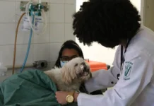 Exercício ilegal da medicina veterinária passa a ser crime Exercício ilegal da medicina veterinária passa a ser crime