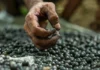 Açaí registra redução de preços no mercado paraense Açaí registra redução de preços no mercado paraense