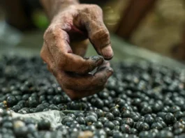 Açaí registra redução de preços no mercado paraense Açaí registra redução de preços no mercado paraense