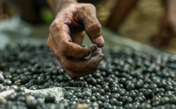 Açaí registra redução de preços no mercado paraense Açaí registra redução de preços no mercado paraense
