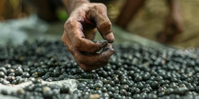 Açaí registra redução de preços no mercado paraense