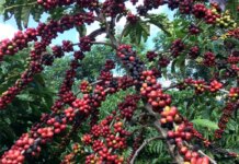 Exigências regulatórias da UE podem embarreirar pequenos cafeicultores
