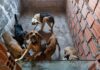 Homem é Preso Suspeito De Realizar Eutanásia Irregular De Cães No Interior Da Bahia