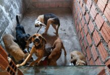 Homem é Preso Suspeito De Realizar Eutanásia Irregular De Cães No Interior Da Bahia