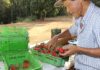 Finep vai pagar R$ 220 milhões para inovações em agricultura familiar
