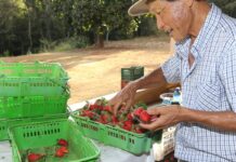 Finep vai pagar R$ 220 milhões para inovações em agricultura familiar